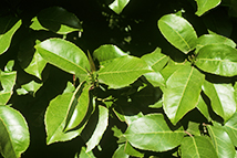 Prunus lusitanica Angustifolia