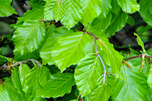 Fagus sylvatica