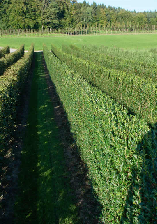 Fertighecken am Meter