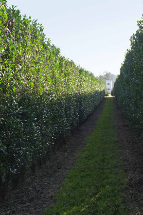 Perfekter Sichtschutz